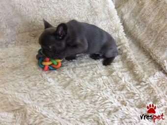 Ράτσα: Γαλλικό Μπουλντόγκ - Bulldog | Ηλικία: 2,5 μηνών | Φύλο: Θηλυκό | Αρ. Microchip: 902457990002457 | Ιδιώτης | Εκπαιδευμένο | Pedigree | Περιοχή: Αθήνα, Αττική